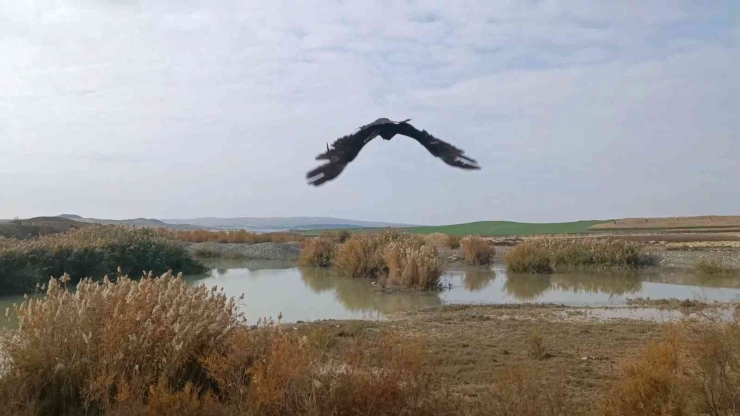 Yaralı Saz Delicesi, Tedavisinin Ardından Doğaya Salındı