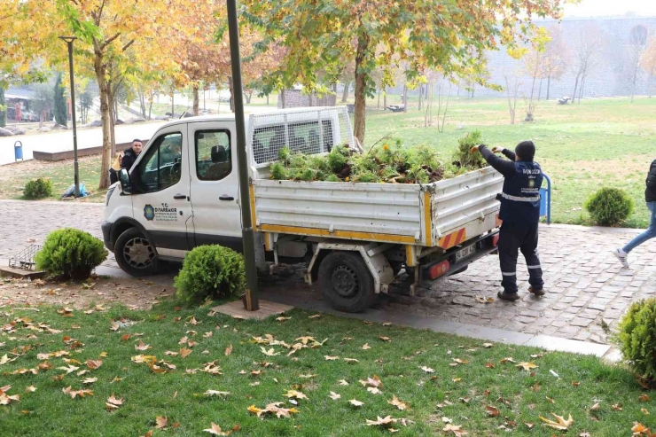 Kavşak Ve Refüjler 200 Bin Lale İle Süslenecek