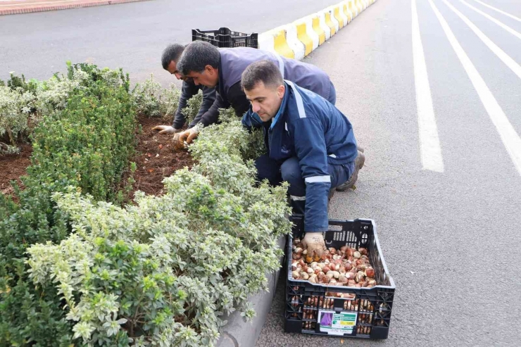 Kavşak Ve Refüjler 200 Bin Lale İle Süslenecek