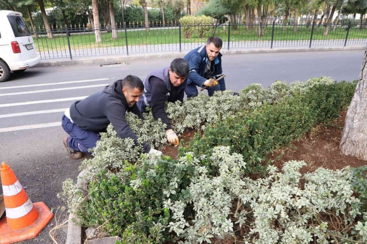 Kavşak Ve Refüjler 200 Bin Lale İle Süslenecek