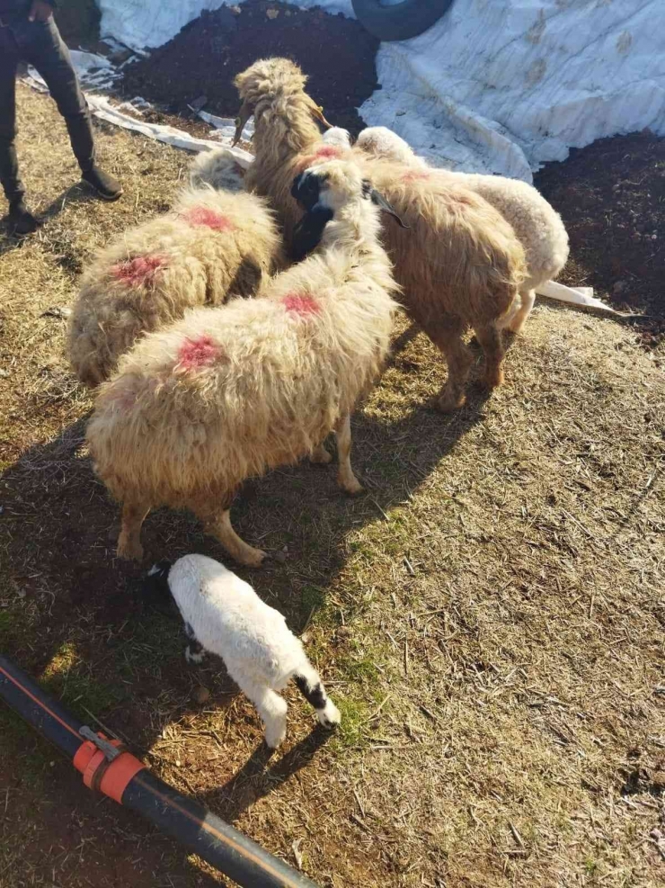 Şanlıurfa’da Hayvan Hırsızları Yakalandı