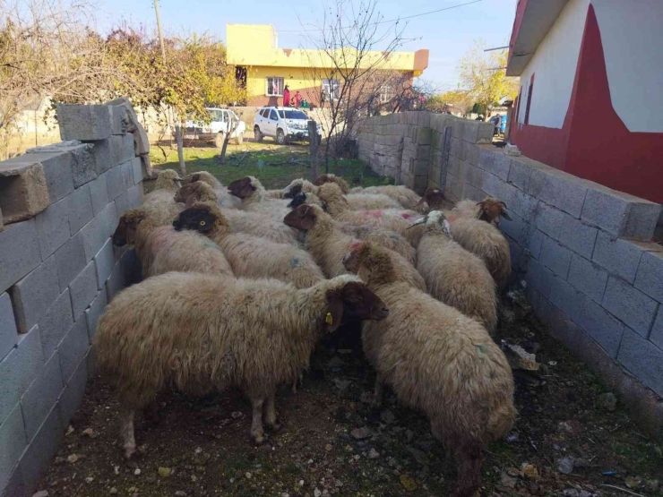 Şanlıurfa’da Hayvan Hırsızları Yakalandı