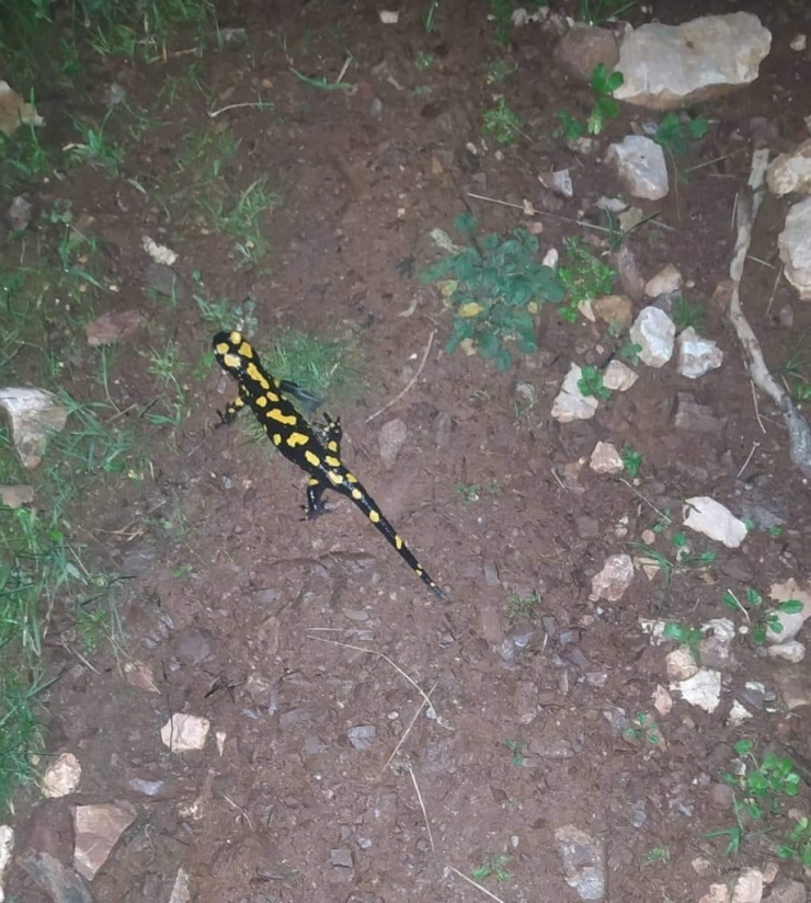 Yaylakonak’ta Sarı Benekli Semender Görüldü