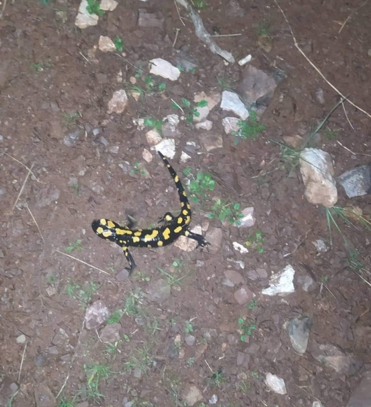 Yaylakonak’ta Sarı Benekli Semender Görüldü