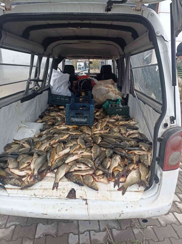 Şanlıurfa’da Kaçak Avlanan Yarım Ton Balık Ele Geçirildi