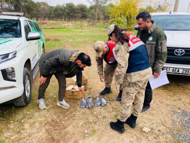 Şanlıurfa’da Kaçak Avlanan Yarım Ton Balık Ele Geçirildi