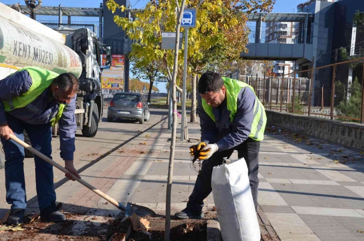 Siverek’te Ağaçlandırma Çalışması