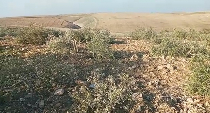 Şanlıurfa’da Yüzlerce Zeytin Ağacı Kimliği Belirsiz Kişilerce Kesildi