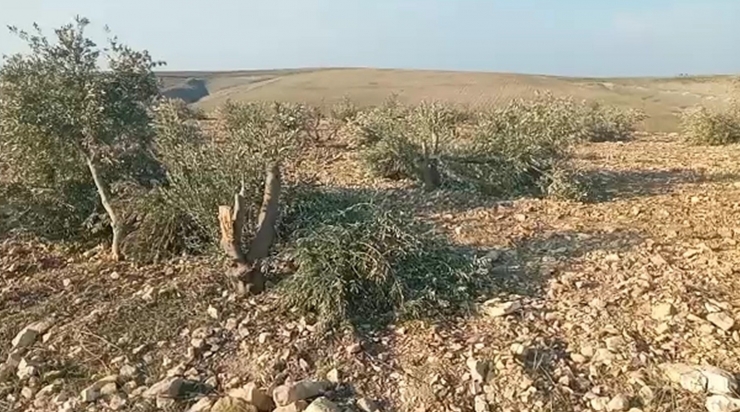 Şanlıurfa’da Yüzlerce Zeytin Ağacı Kimliği Belirsiz Kişilerce Kesildi