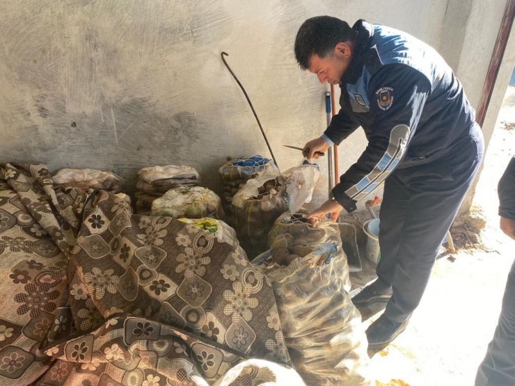 Zabıta 1 Ton Küflenmiş Patates Ele Geçirdi