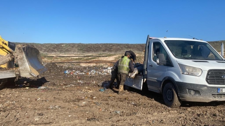 Zabıta 1 Ton Küflenmiş Patates Ele Geçirdi