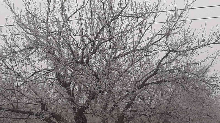 Adıyaman’da Kırağı Her Yeri Beyaza Bürüdü