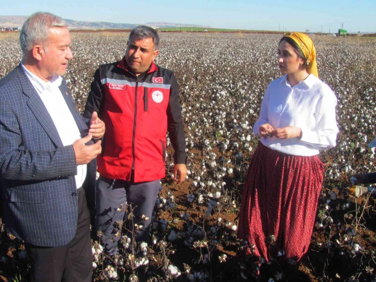 Kadın Kaymakam Şalvar Giyip Pamuk Topladı