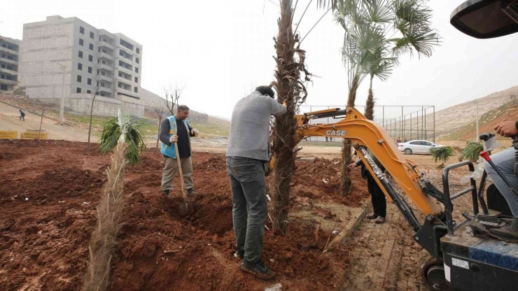 Kito Deresinde Ağaçlandırma Devam Ediyor