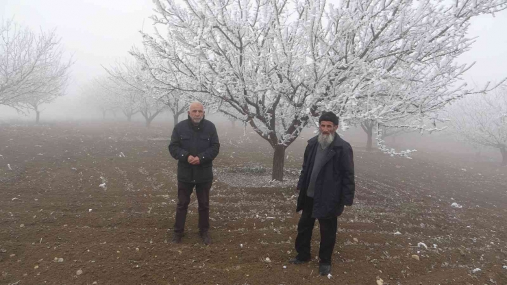 Böylesi İlk Kez Gürüldü: Kırağı Ağaçların Dallarını Kırdı