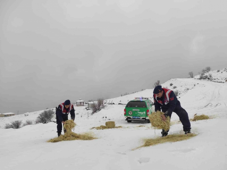 Jandarma Çevre Ve Doğa Koruma Timleri Yaban Hayvanlarını Unutmadı
