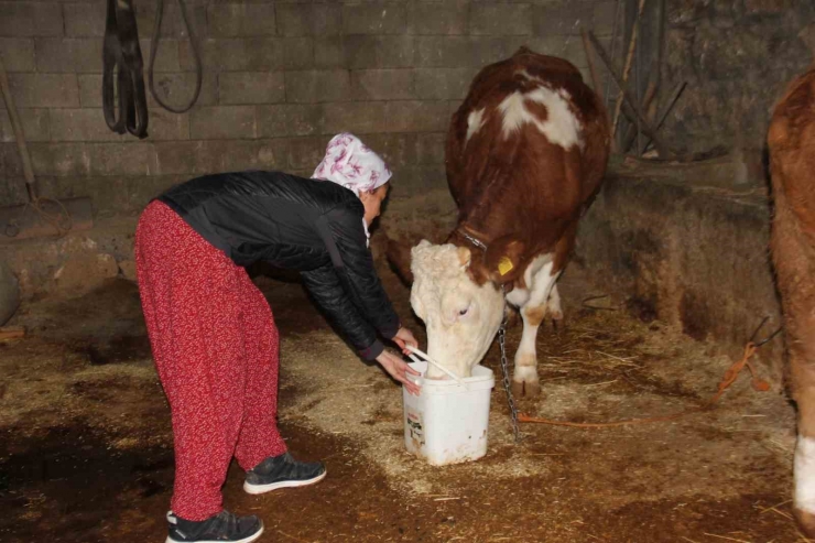 Fransız Turist Çift Köy Hayatını Yaşadı