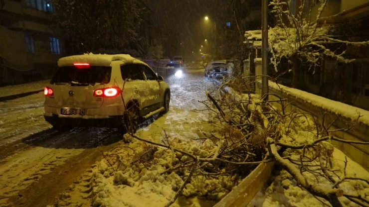 Malatya’da Yoğun Kar Yağışı Ağaçları Devirdi