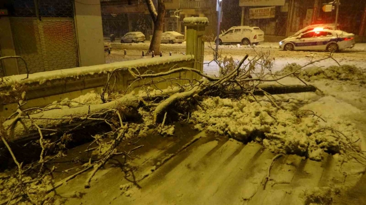 Malatya’da Yoğun Kar Yağışı Ağaçları Devirdi