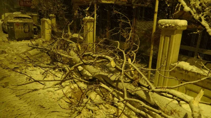 Malatya’da Yoğun Kar Yağışı Ağaçları Devirdi