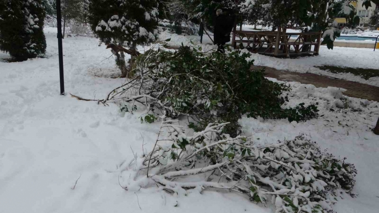 Malatya’da Kar Ağaçları Yerinden Söktü