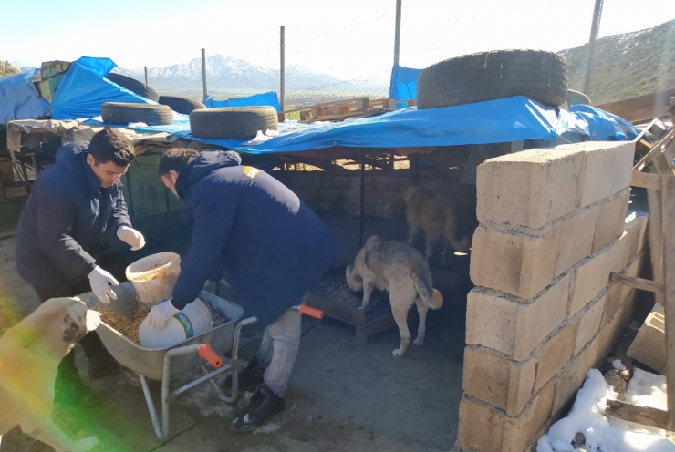 Sokak Hayvanlarına Sahip Çıkıldı