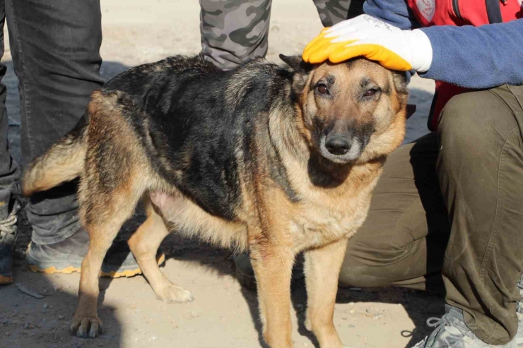 Ezan Okunurken Uluyan Köpek Ve Yavruları, Sesi Fark Eden Görevlilerce Enkazdan Kurtarıldı