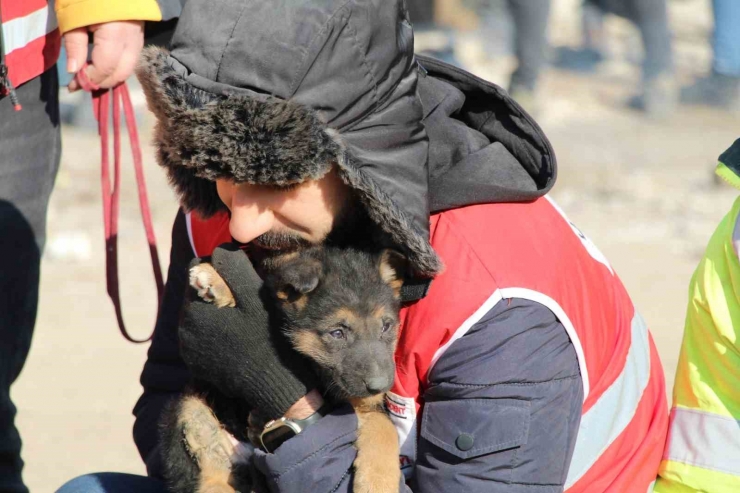 Ezan Okunurken Uluyan Köpek Ve Yavruları, Sesi Fark Eden Görevlilerce Enkazdan Kurtarıldı