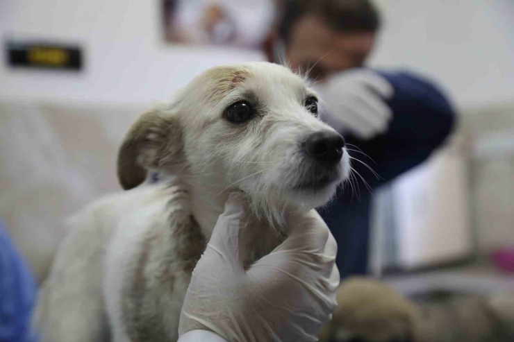 Enkazda Sahiplerini Kaybeden ‘afet’ İsimli Köpeğe Büyükşehir Sahip Çıktı