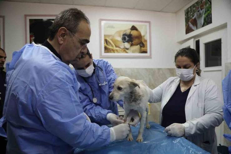 Enkazda Sahiplerini Kaybeden ‘afet’ İsimli Köpeğe Büyükşehir Sahip Çıktı