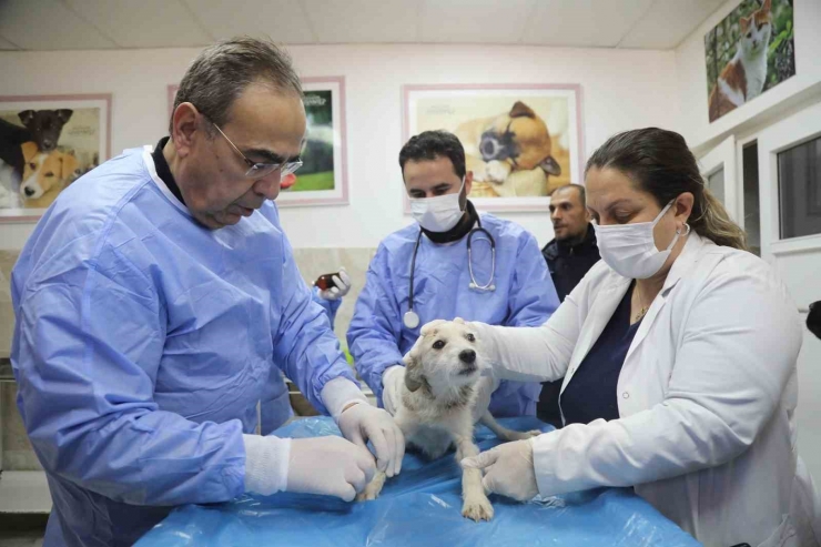 Enkazda Sahiplerini Kaybeden ‘afet’ İsimli Köpeğe Büyükşehir Sahip Çıktı