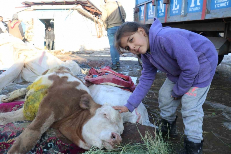 Malatya’da Öldü Denilen Buzağı Enkaz Altından Sağ Kurtarıldı