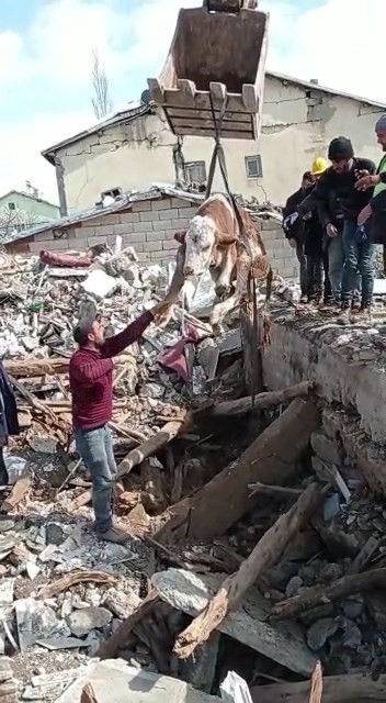 Malatya’da Öldü Denilen Buzağı Enkaz Altından Sağ Kurtarıldı