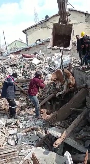 Malatya’da Öldü Denilen Buzağı Enkaz Altından Sağ Kurtarıldı