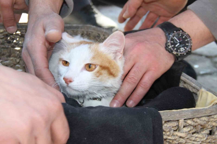 Malatya’da Ağır Hasarlı Binada Mahsur Kalan Kedi Kurtarıldı