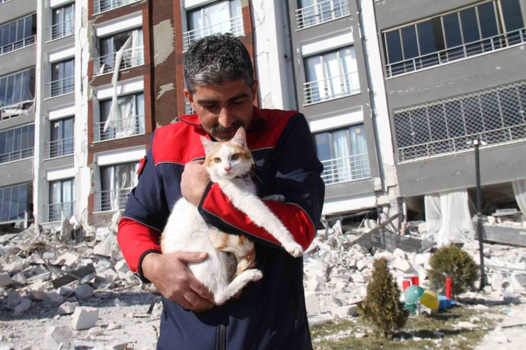 Malatya’da Ağır Hasarlı Binada Mahsur Kalan Kedi Kurtarıldı