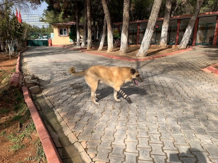 Gaziantep Hayvan Barınağı Depremzede Hayvanları Sahipleniyor