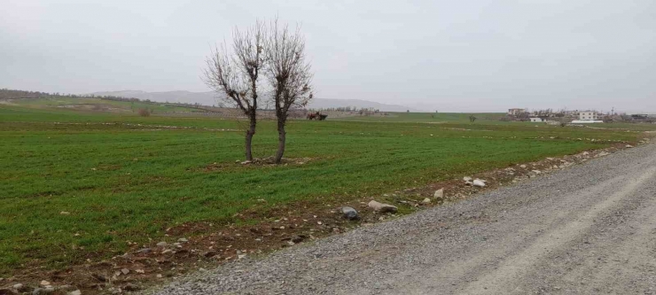 Kulp’ta Çiftçiler Ekinlerini Gübrelemeye Başladı