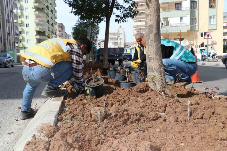 Şanlıurfa’da Çiçek Ekimi Yapıldı