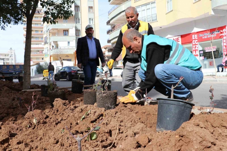 Şanlıurfa’da Çiçek Ekimi Yapıldı