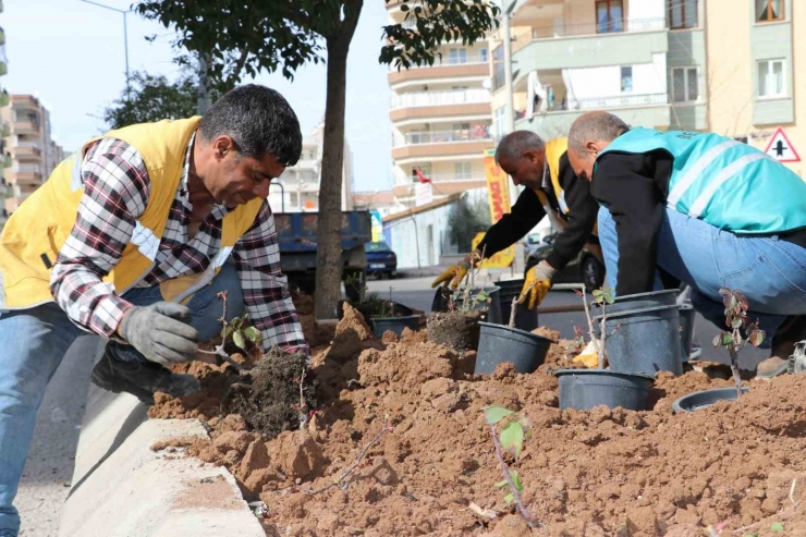 Şanlıurfa’da Çiçek Ekimi Yapıldı