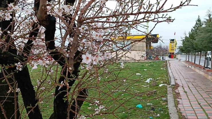 Dicle’de Ağaçlarda Renk Cümbüşü Oluştu