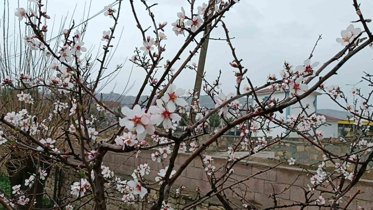 Dicle’de Ağaçlarda Renk Cümbüşü Oluştu