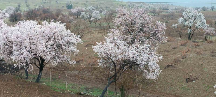 Dicle’de Ağaçlarda Renk Cümbüşü Oluştu