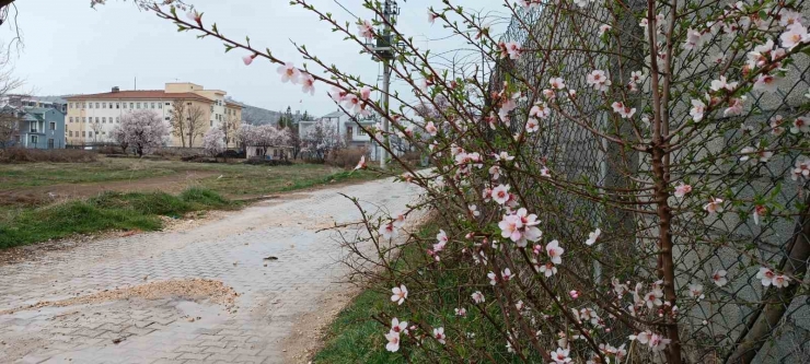 Dicle’de Ağaçlarda Renk Cümbüşü Oluştu