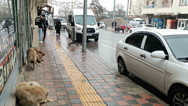 Dicle İlçesinde Etkili Olan Yağmur Çiftçileri Sevindirdi