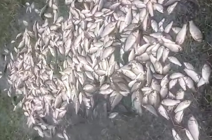 Malatya’da Sel Nedeniyle Taşan Göldeki Balıklar Karaya Vurdu