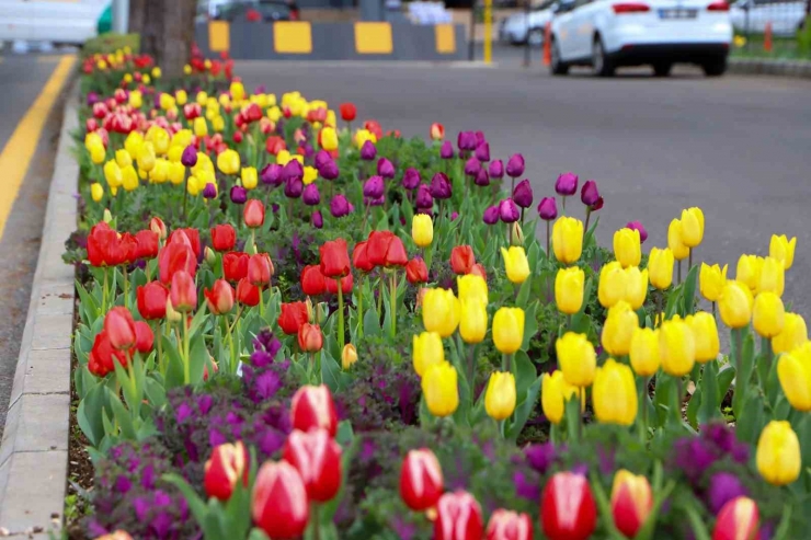 Diyarbakır’da Kent Merkezi Mevsimlik Çiçeklerle Süsleniyor