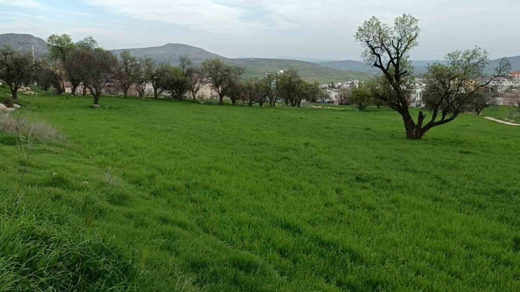 Dicle Ziraat Odası Başkanı Can, "yağışlar Kuraklık Riskini Ortadan Kaldırdı"