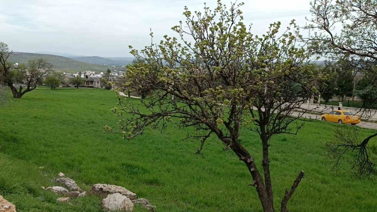 Dicle Ziraat Odası Başkanı Can, "yağışlar Kuraklık Riskini Ortadan Kaldırdı"